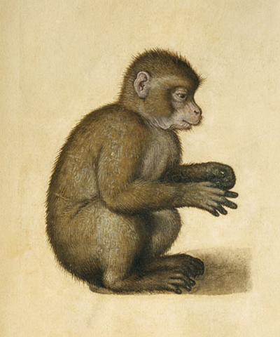 Albrecht Durer's Animals - Paintings, Woodcuts, Etchings and Drawings