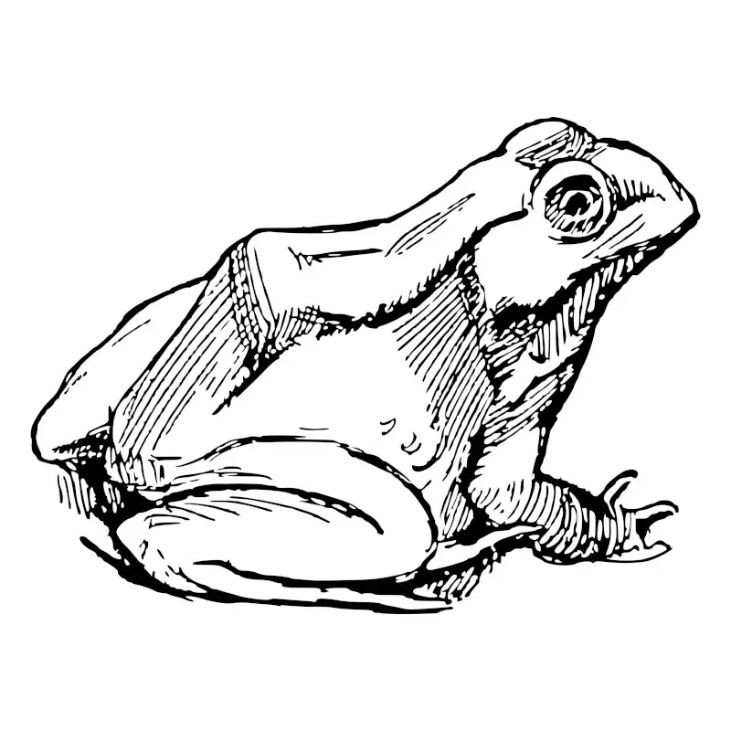 How to draw frog easy step by step for beginners… Frog drawing easy step by  step... #art #draw #drawing #pencilsketch #pencilDrawing #frog #frogDrawing  | How to draw frog easy step by step