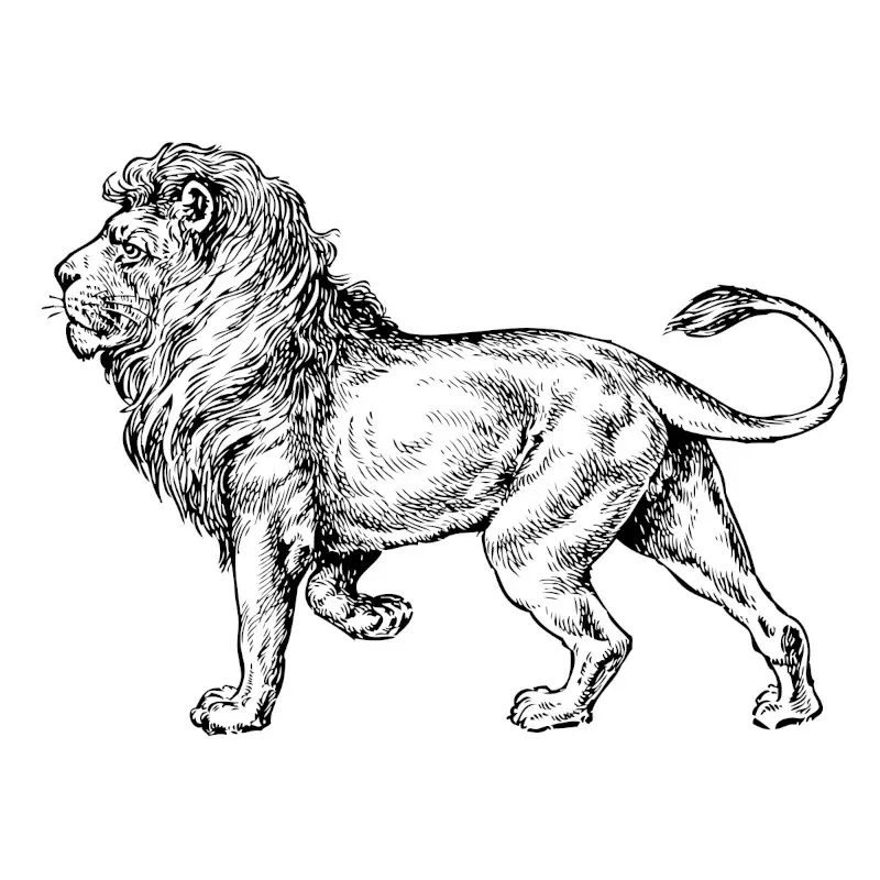 Lion Head In Pencil, Drawing by Irina Bbota | Artmajeur