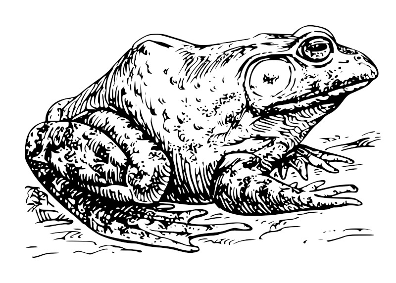 Frog Drawings